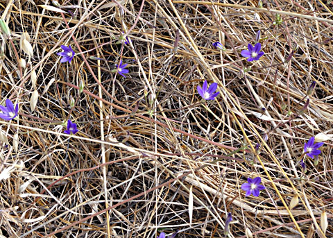 Thread Leaved Brodiaea Brodiaea Filifolia 